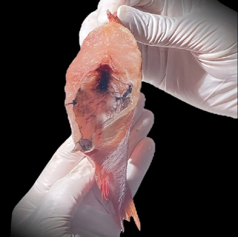동해바다 손질 열기 적어 볼락 빨간생선 5마리(1kg 내외)(개별포장) 상세 안내 4