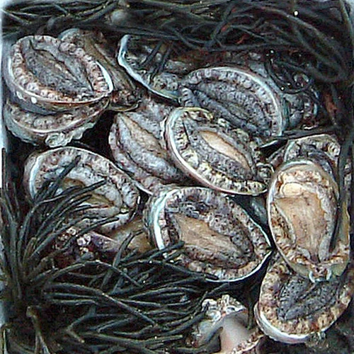 전복 1kg