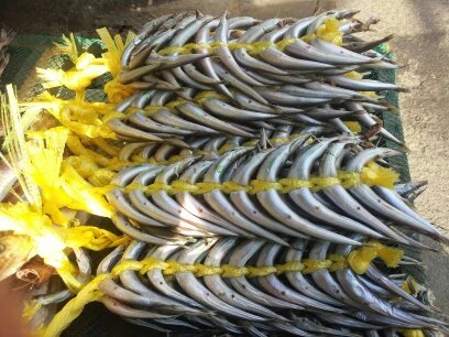 양미리20미 ,찌게용,조림용,반찬용(동해산)
