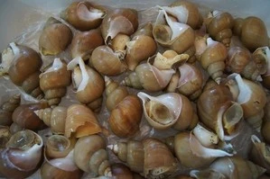 동해호미곶참돌문어절편(삶은문어)310g~330g 상세 안내 3