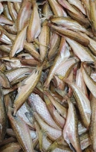 두절 도루묵 500g이상(찌게,조림용,반찬용)