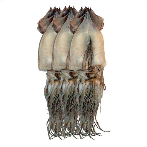 피데기(반건조오징어)10마리 = 1.7~1.9kg