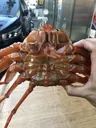 알찬홍게 (80%이상) 10~11cm/5마리,10마리 상품 이미지 5