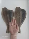 동해 해풍건조 참가자미 특대 완전손질 가자미 2마리(마리당30cm) 상품 이미지 4