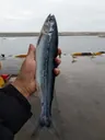 청정바다 국내산 완전손질 반건조 바다 송어 행사 대잔치 5마리(1마리당 400g)한정 특별행사 상품 이미지 2