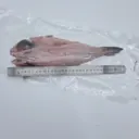 국내산 민어 동해바다 해풍건조 손질 민어(제수용,선물용)5마리 대용량 특별 할인행사 상품 이미지 7